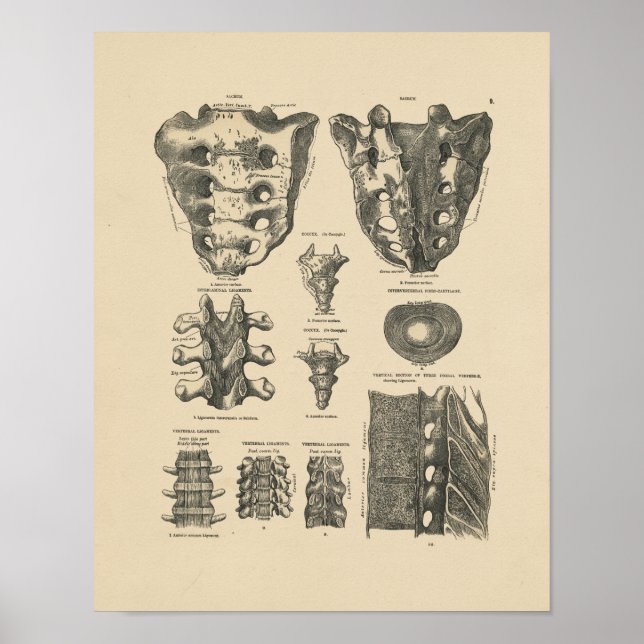 Vintage Spinal Bones 1880 Impressão (Frente)