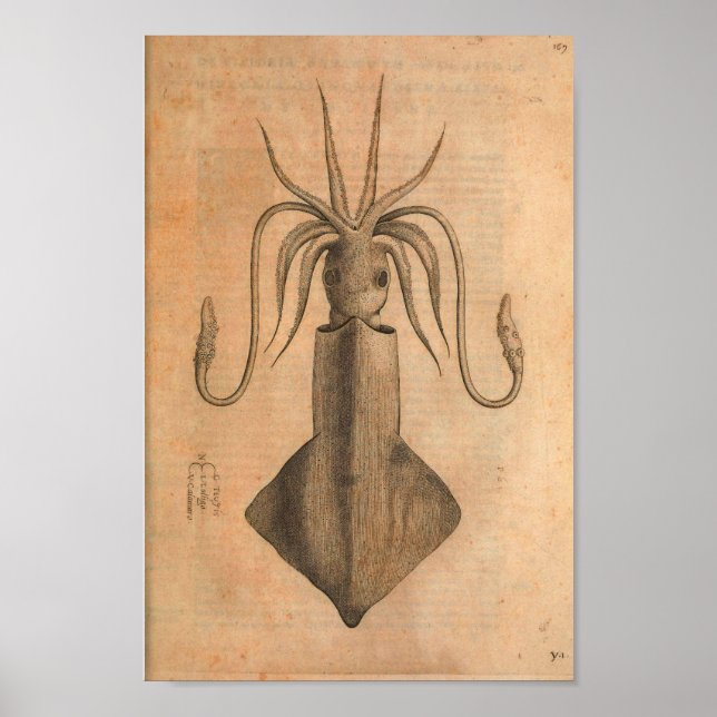 Vintage Squid Art Impressão Illustration Sea (Frente)