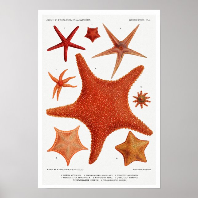 VINTAGE STARFISH ILLUSTRATION POSTER (Frente)