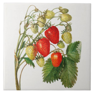 Vintage Strawberry Branch