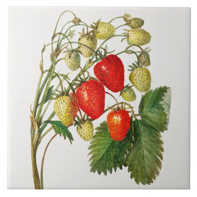 Vintage Strawberry Branch (Frente)