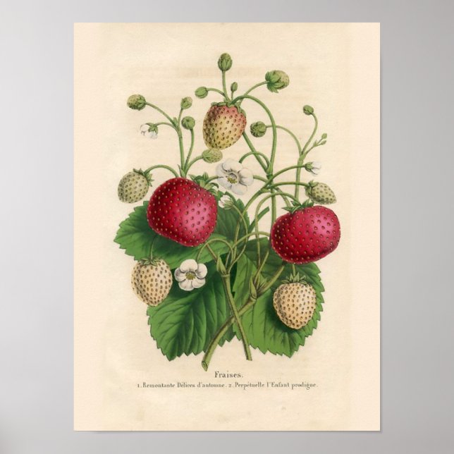 Vintage Strawberry Poster (Frente)
