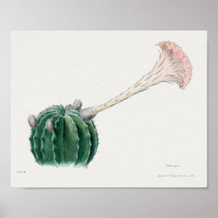 Vintage Succulent Illustration Poster
