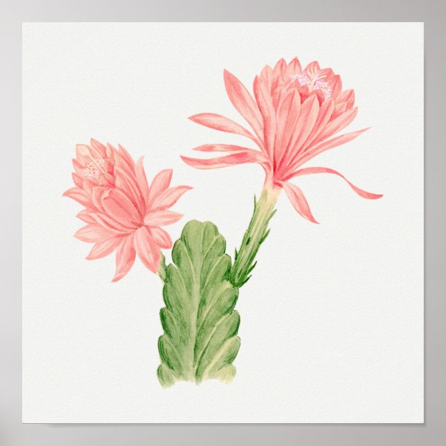 Vintage Succulent Illustration Poster (Frente)