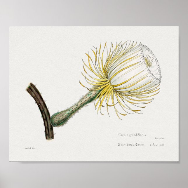 Vintage Succulent Illustration Poster (Frente)