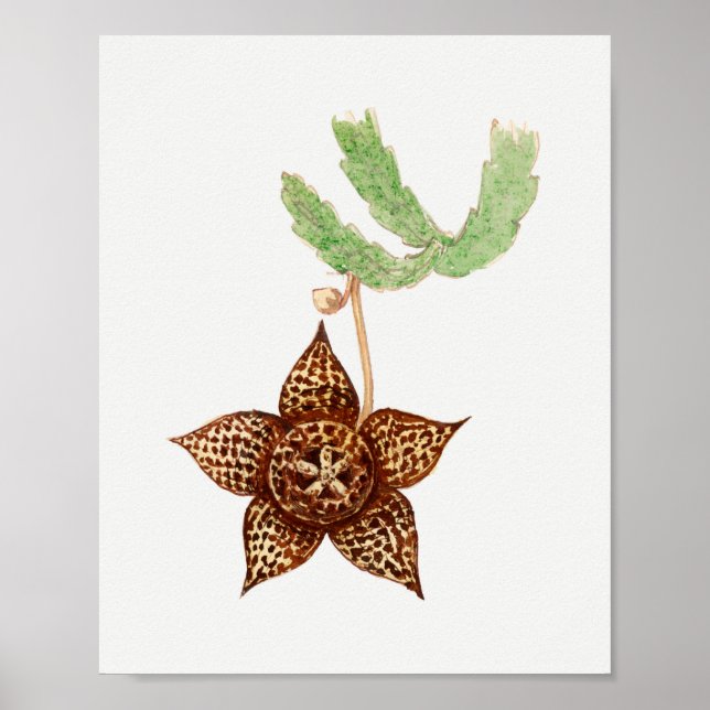 Vintage Succulent Illustration Poster (Frente)