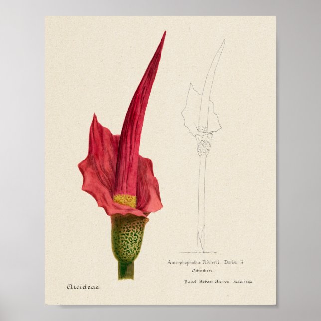 Vintage Succulent Illustration Poster (Frente)