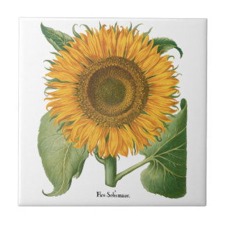 Vintage Sunflower Flower by Basilius Besler