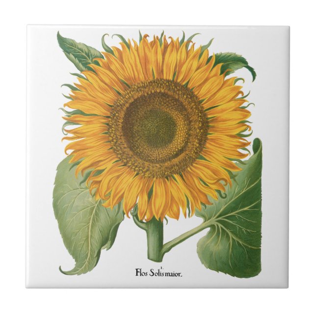 Vintage Sunflower Flower by Basilius Besler (Frente)