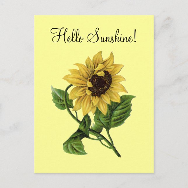 Vintage Sunflower Yellow - Cartão postal (Frente)