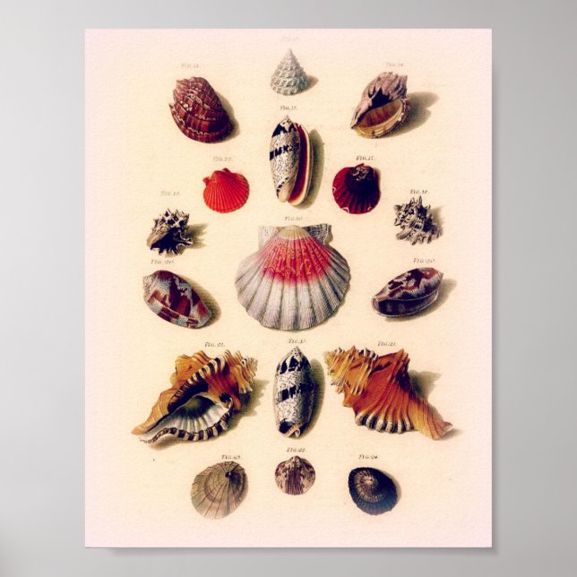 Vintage Sunset Seashell Collection Poster (Frente)