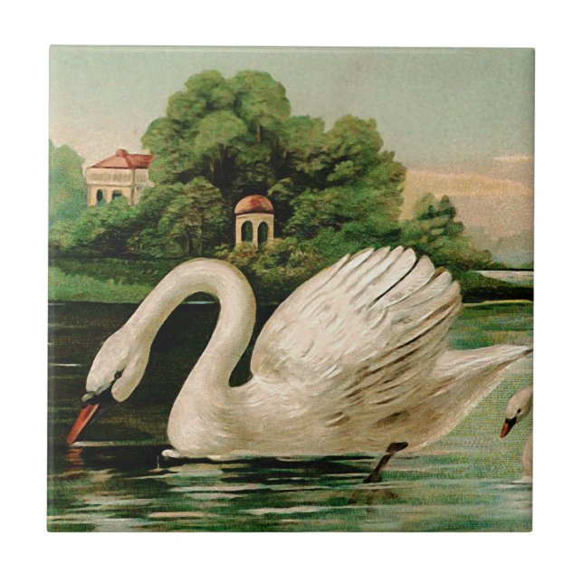 Vintage Swan no lago (Frente)