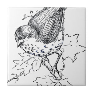 Vintage Thrush Black and White