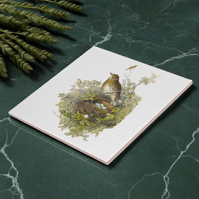 Vintage Thrush Guarda Seus Ovos (Criador carregado)