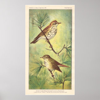 Vintage Thrush Poster
