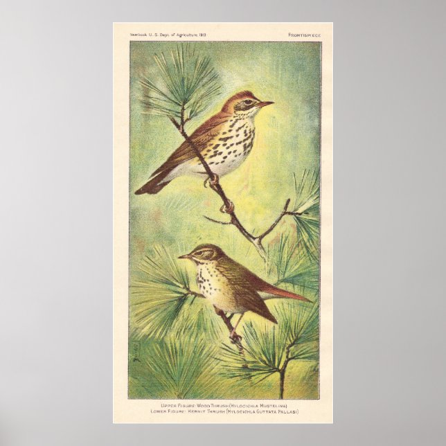 Vintage Thrush Poster (Frente)