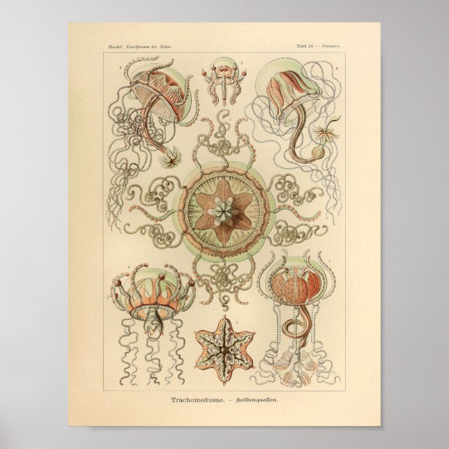 Vintage Trachomedusa Color Ernst Haeckel Impressão (Frente)