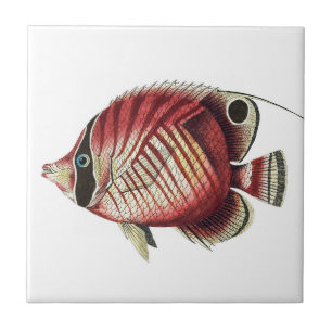 Vintage Tropical Angel Fish