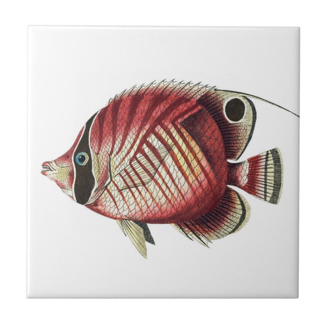 Vintage Tropical Angel Fish (Frente)