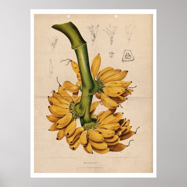 Vintage Tropical Banana Poster (Frente)