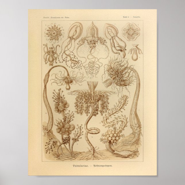 Vintage Tubulariae Color Ernst Haeckel Impressão (Frente)