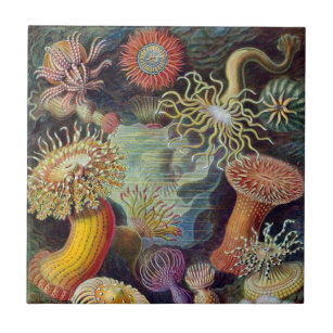 Vintage Underwater Sea Anemones por Ernst Haeckel