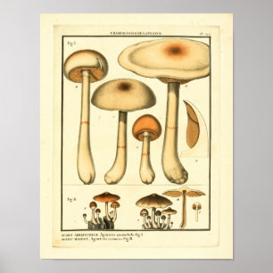 Vintage Varieties of Mushrooms Impressão de Arte 