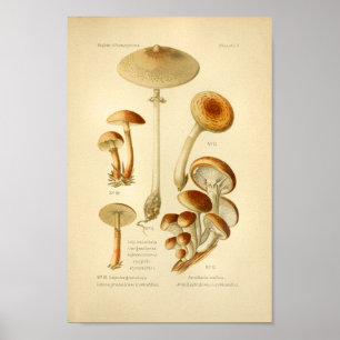 Vintage Variety Brown Mushrooms Art Impressão fra