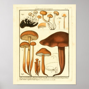 Vintage Variety of Brown Mushrooms Impressão fran