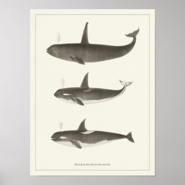 Vintage Whales - Orca ou Killer Whale Poster (Frente)