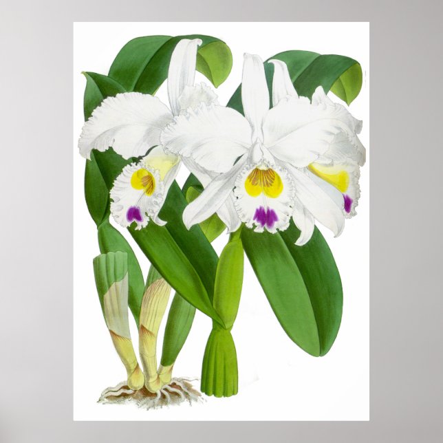 Vintage White Orchid Flower - Poster (Frente)