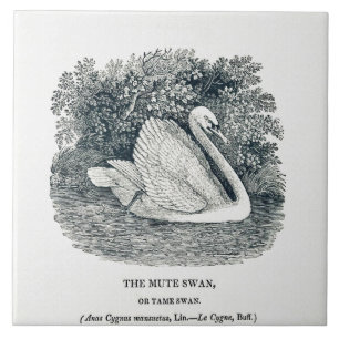 Vintage White Swan por Thomas Bewick