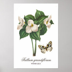 Vintage White Wood Lily Floral Impressão