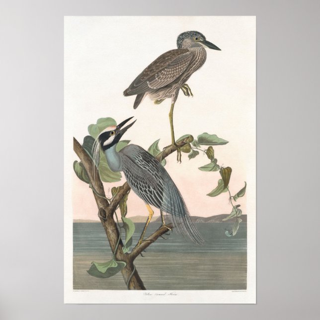 Vintage Yellow-crowned Night-heron Impressão (Frente)