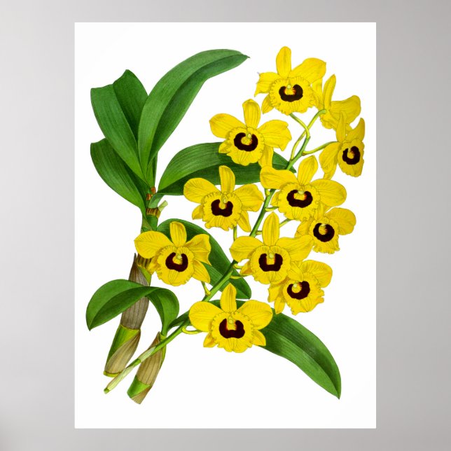 Vintage Yellow Orchid Flower - Poster (Frente)