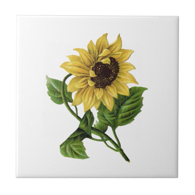 Vintage Yellow Sunflower (Frente)