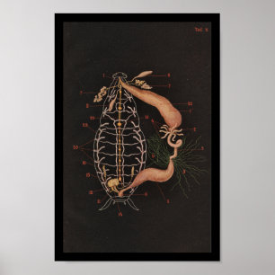 Vintage Zoology Impressão Cockroach