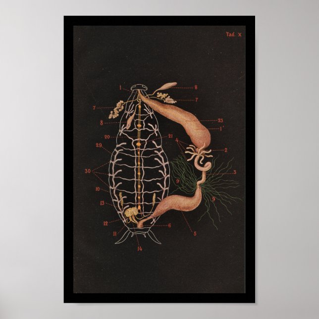 Vintage Zoology Impressão Cockroach (Frente)