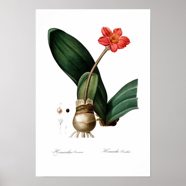 VINTAGEM SANGUE BOTÂNICO LILY POSTER (Frente)