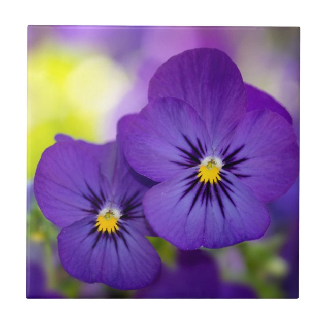Violas roxas (Frente)