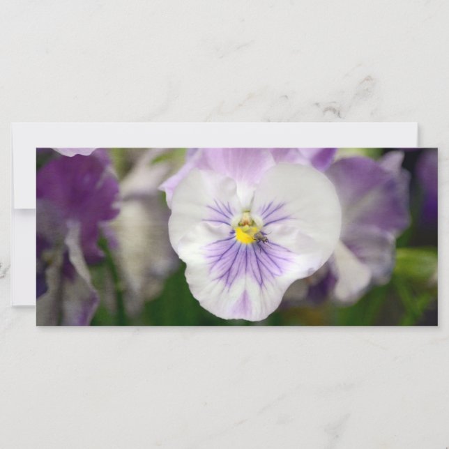 Violas roxas e brancas de Shirley Taylor (Frente)