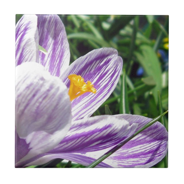 Violet Primavera Crocus (Frente)