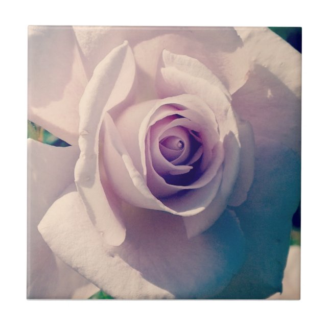 Violet Rosa (Frente)