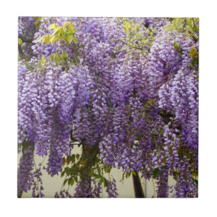 Violet Wisteria Flowers