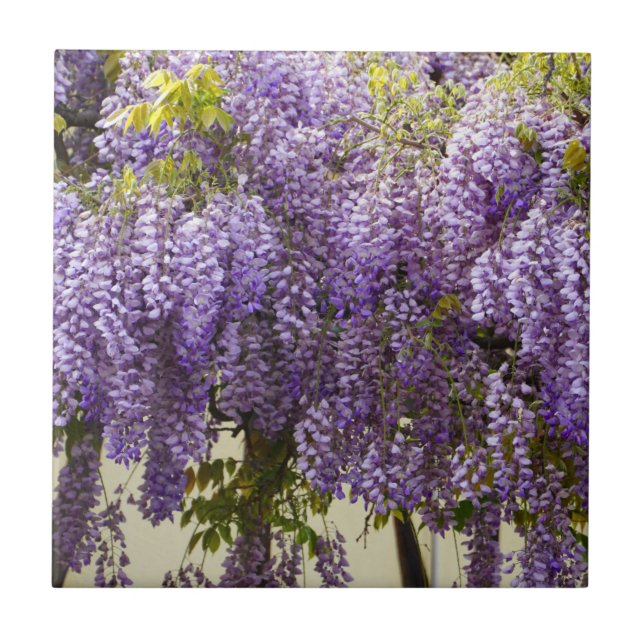 Violet Wisteria Flowers (Frente)