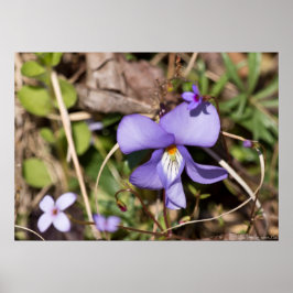 Violeta de Pássaros com Poster de flor selvagem de