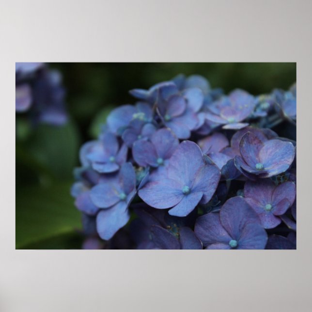 Violeta na Poster Twilight (Frente)