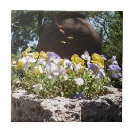 Violeta numa Trough de Pedra.