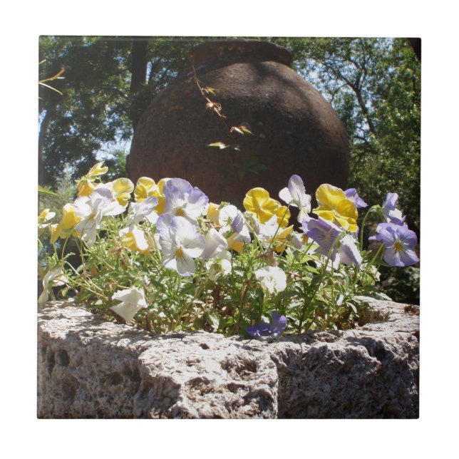 Violeta numa Trough de Pedra. (Frente)