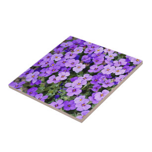 Violetas